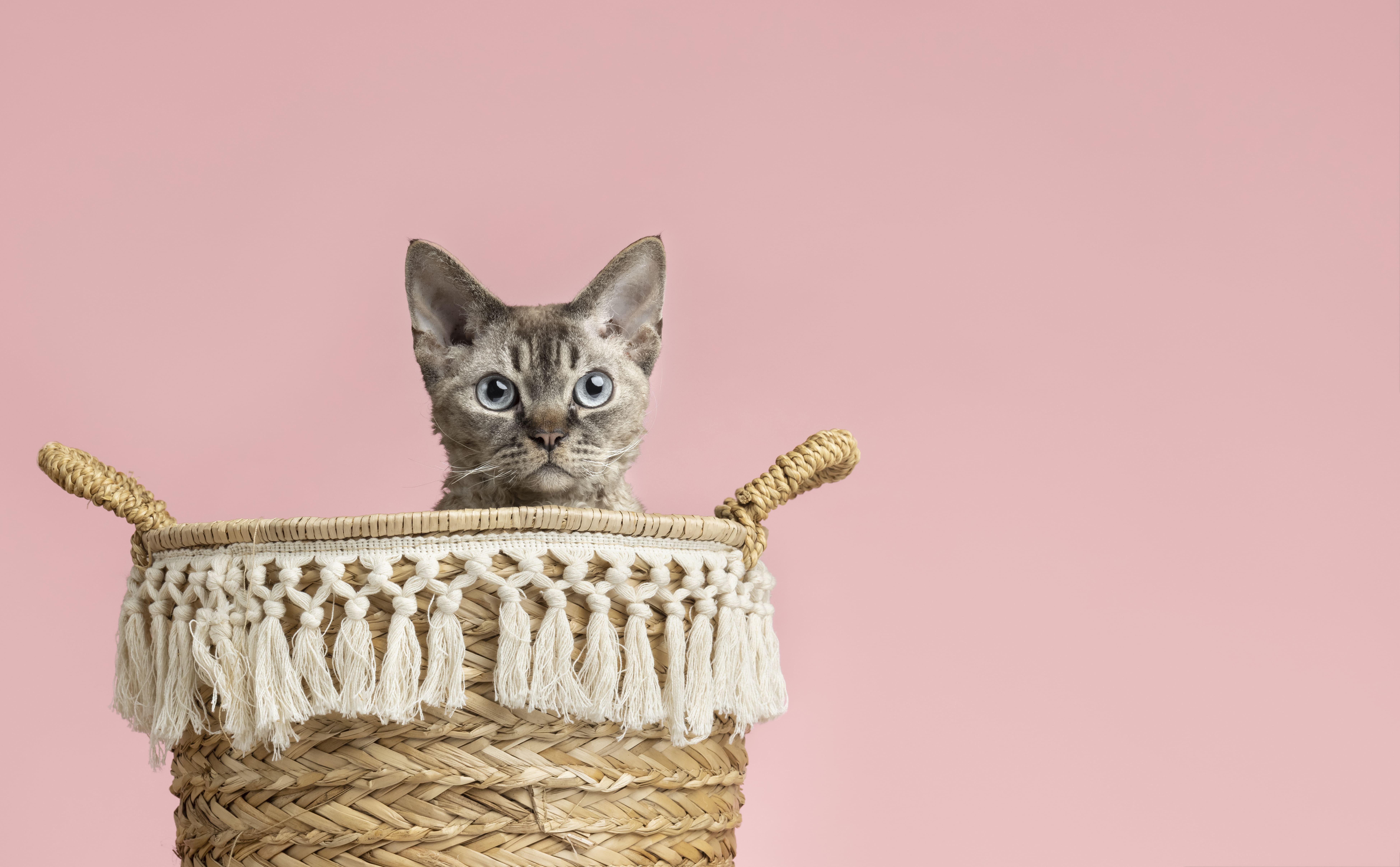 beautiful-pet-portrait-cat (1)