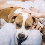dog-with-owners-morning (1)