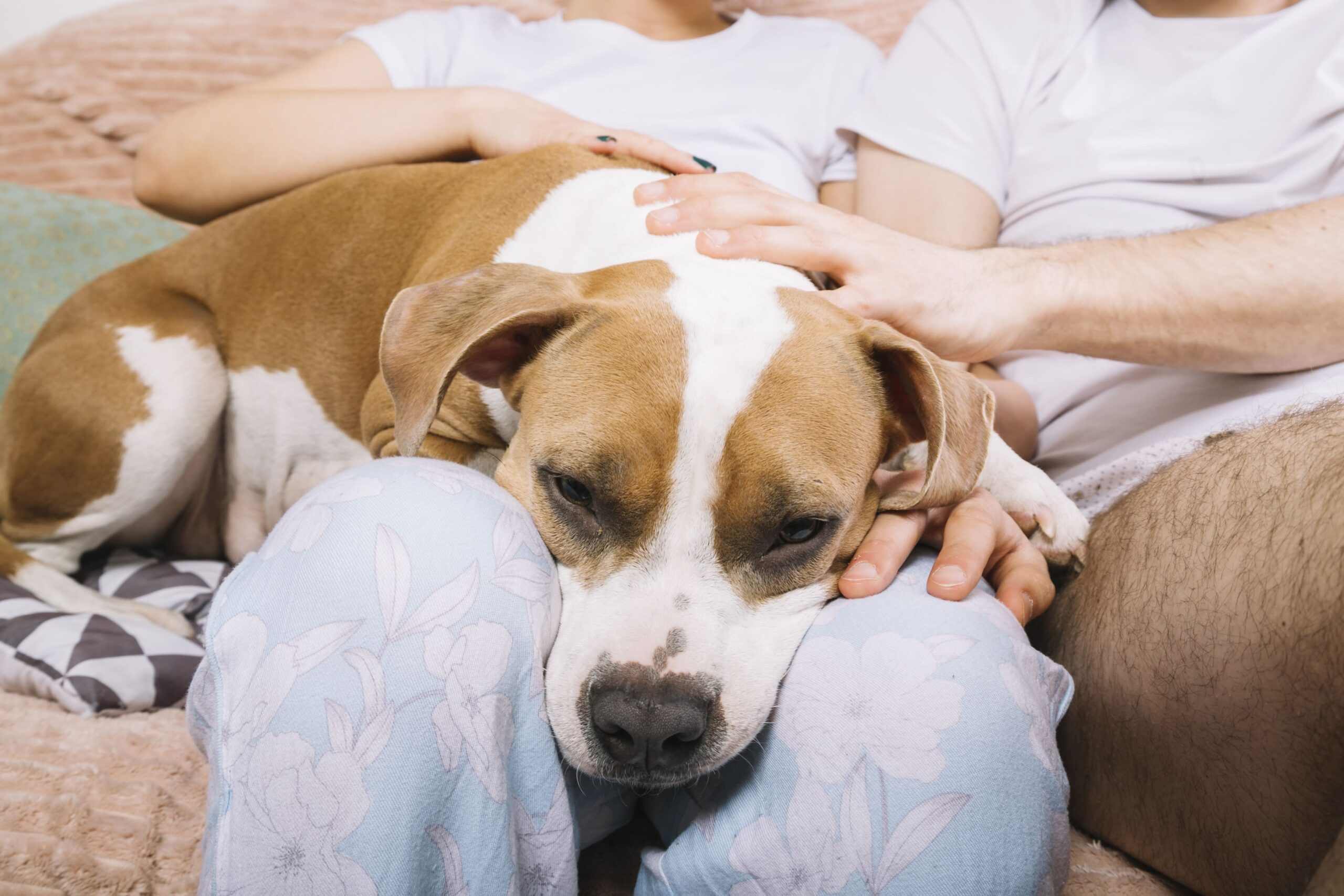 dog-with-owners-morning (1)